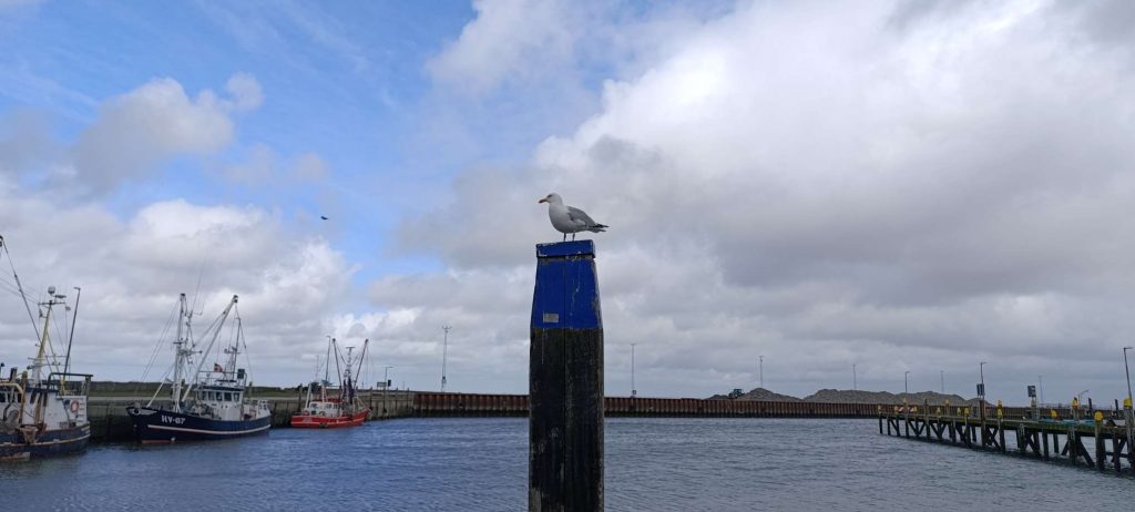 Möwe im Hafen von Romo zwischen Wasser, Himmel und Weite – ein Moment des bewussten Innehaltens.