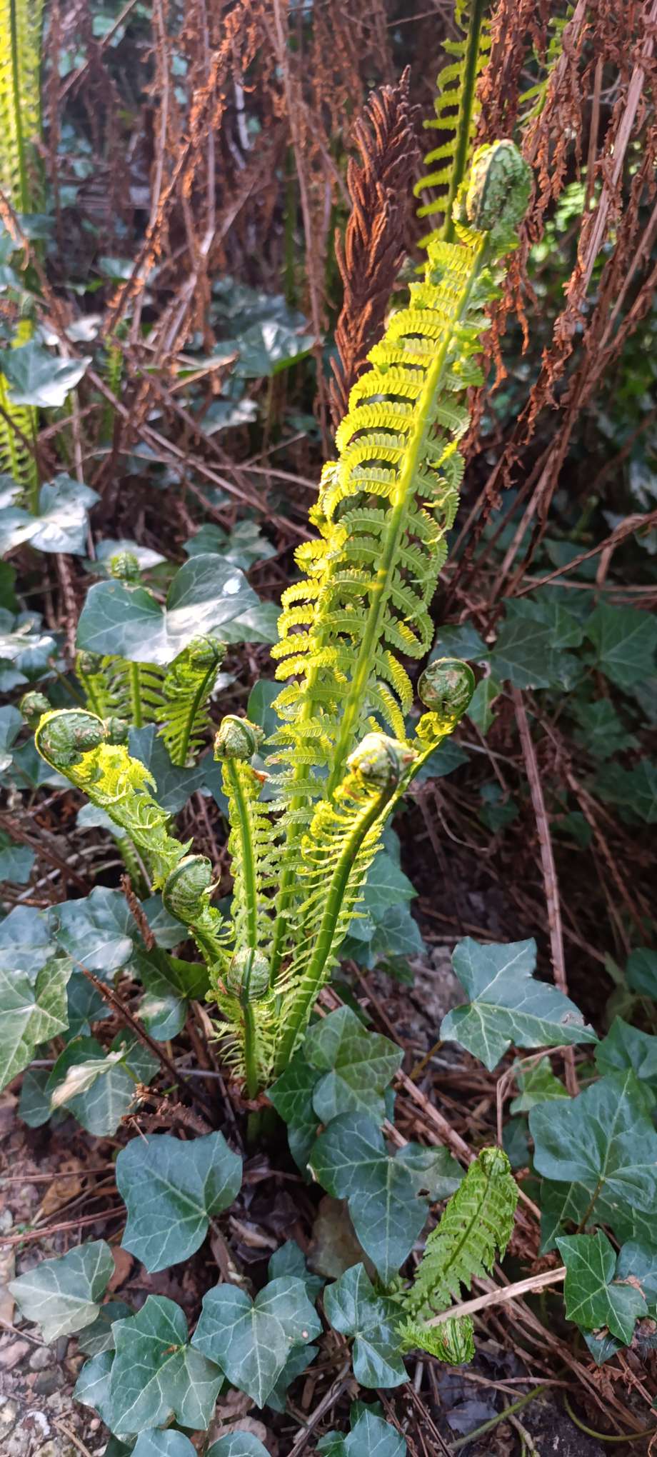 Junger Farn beim Entrollen im Frühlingsgarten – ein Sinnbild für langsame Entwicklung und inneres Wachstum.