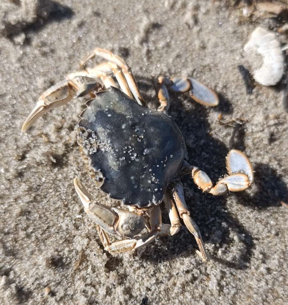 Kleiner Krebs im Sand als Symbol für Schutz, Abgrenzung und innere Stärke.