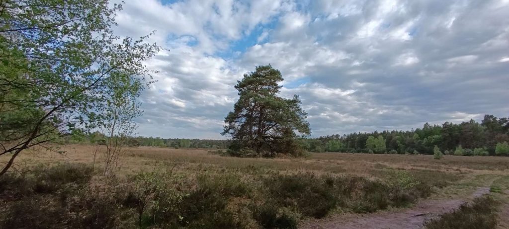 Weite Heidelandschaft mit einzelner Kiefer unter aufziehenden Wolken, die einen Wetterumschwung andeuten