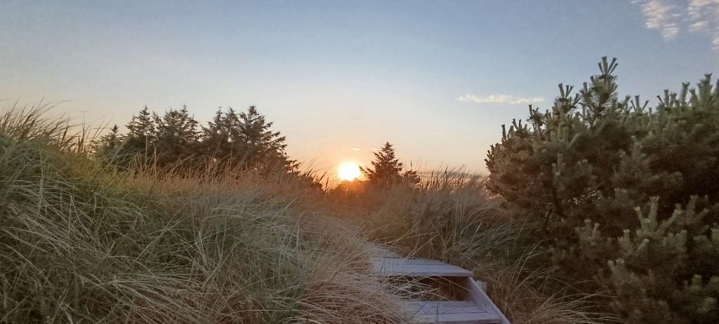 Sonnenuntergang hinter hohem Dünengras und Kiefern auf einem Wall rund um eine Ferienhausterrasse.