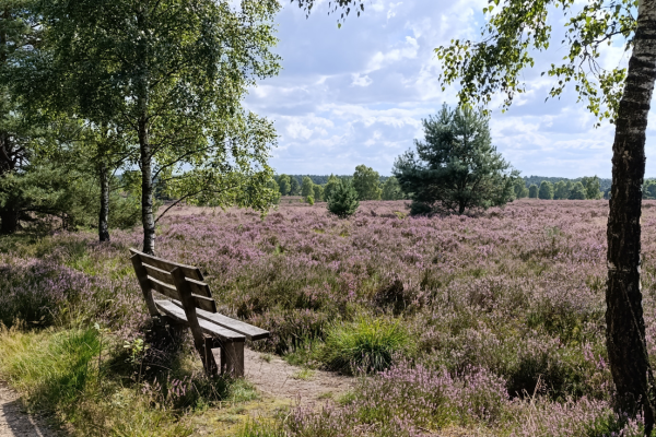 Heideblick von einer Bank in die weite der blühenden Heide mitten im August