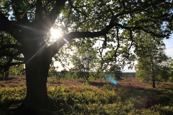 Sonnenlicht in der Heide – Baum, Licht und Natur als Inspiration für achtsames Journaling und kreative Auszeiten.