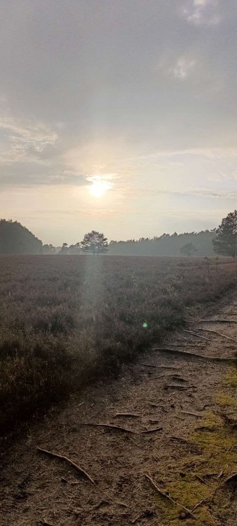 Wurzeln auf einem stillen Heideweg im Nebel – ein Weg durch das, was trägt, auch wenn es sich schwer anfühlt