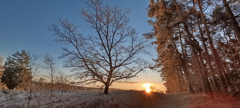 Verzauberte winterliche Heidelandschaft im Morgenlicht, Sonnenstrahlen brechen golden durch die Bäume und lassen die Frostwelt warm leuchten.