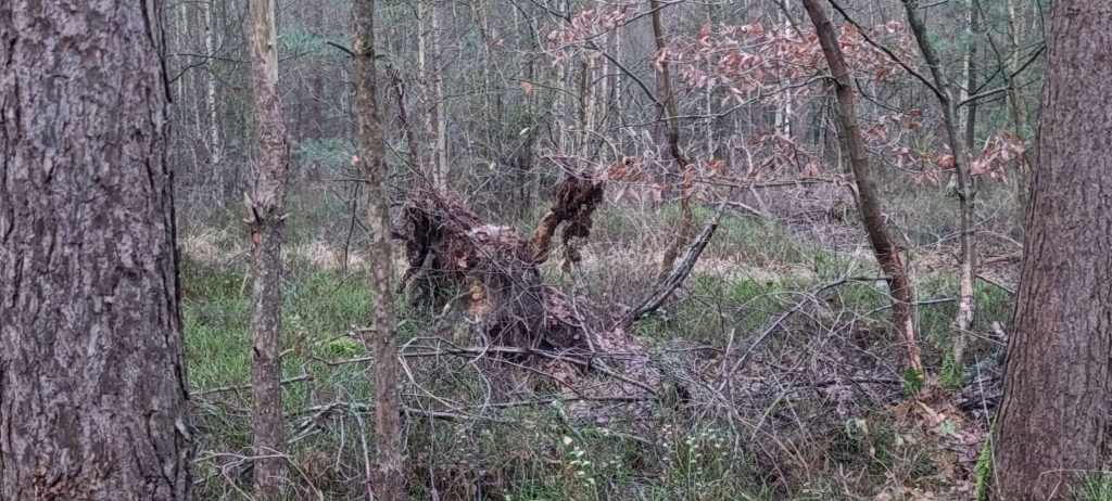 Pareidolie: Umgestürzter Baum und geäst,die an das Maskottchen Hennes, des 1. FC Köln erinnern