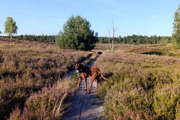 Floyd, Katjas Rhodesian Ridgeback inmitten der blühenden Heide auf einem Spaziergang