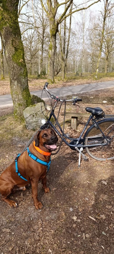 Rhodesian Ridgeback Floyd macht eine Pause neben einem Gazelle-Fahrrad während einer Radtour durch die Lüneburger Heide.