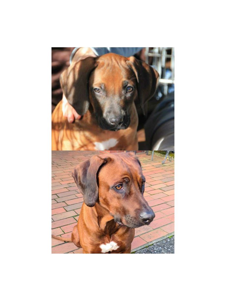Rhodesian Ridgeback Floyd als Welpe und später als Junghund im direkten Vergleich seiner Entwicklung.