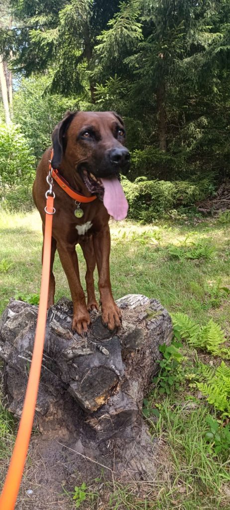 Rhodesian Ridgeback Floyd balanciert achtsam auf einem Baumstumpf während eines Spaziergangs.