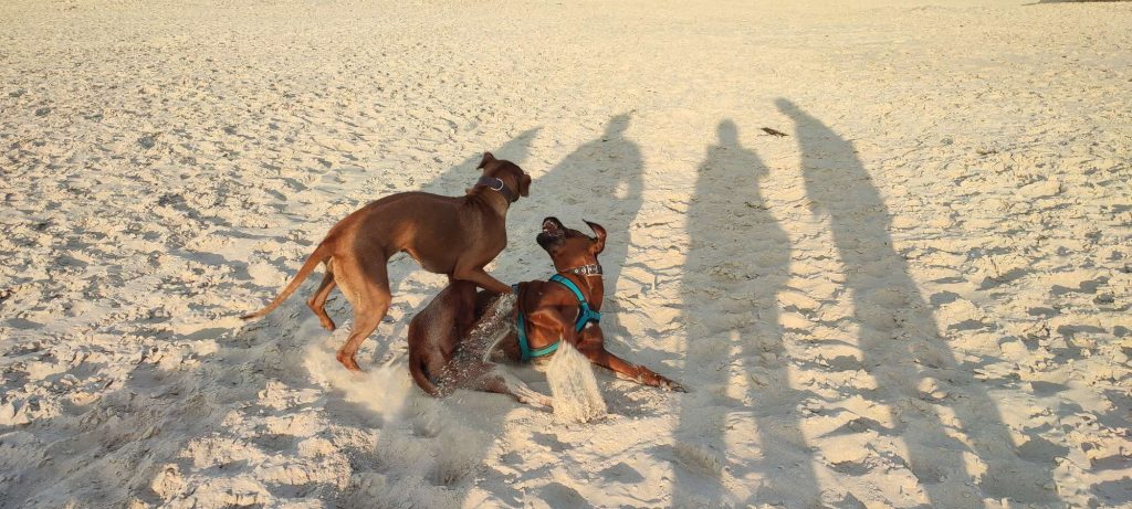Rhodesian Ridgeback Floyd spielt frei mit einer Artgenossin am Strand in Dänemark.