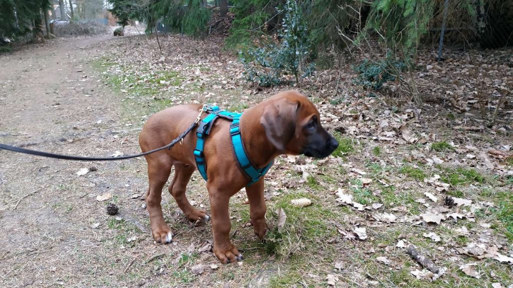 Kleiner Rhodesian Ridgeback Floyd beim ersten gemeinsamen Spaziergang im Büsenbachtal in der Lüneburger Heide.