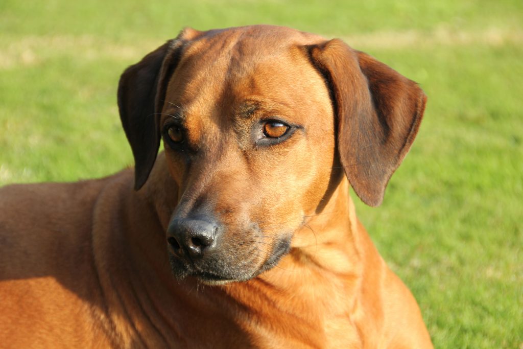 Rhodesian-Ridgeback-Hündin Keira liegt aufmerksam auf einer grünen Wiese