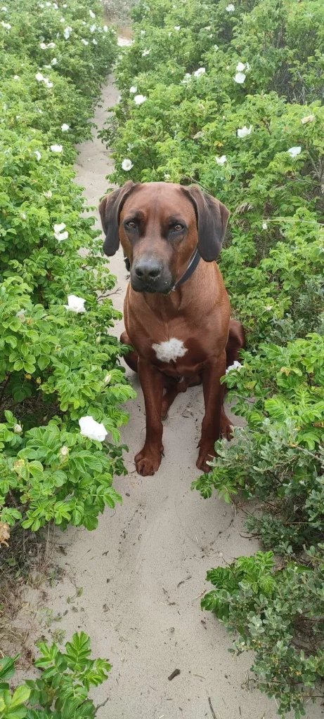 Rhodesian Ridgeback Floyd sitzt auf einem Sandweg zwischen blühenden weißen Dünenrosen in Dänemark