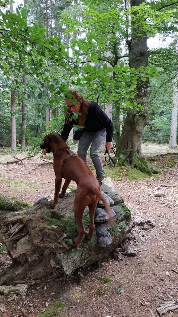 Rhodesian Ridgeback Floyd stellt die Vorderpfoten auf einen bemoosten Baumstamm, Katja begleitet ihn im Wald