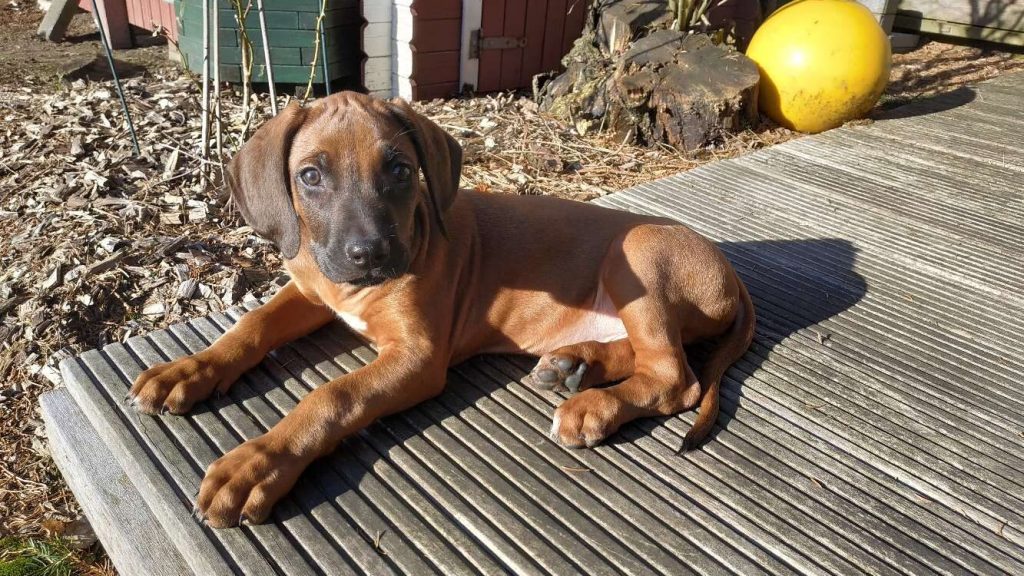 Rhodesian-Ridgeback-Welpe Floyd liegt in der Sonne auf einer Holzterrasse, im Hintergrund eine gelbe Unterwasserboje